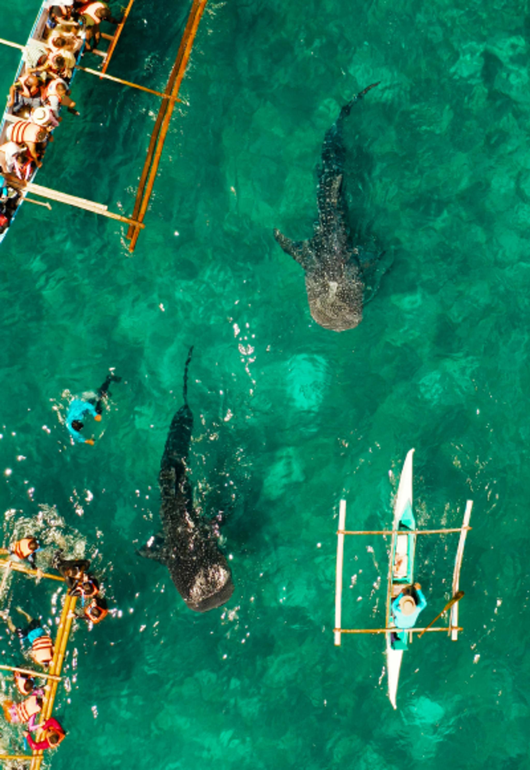 Oslob Whale Shark Watching