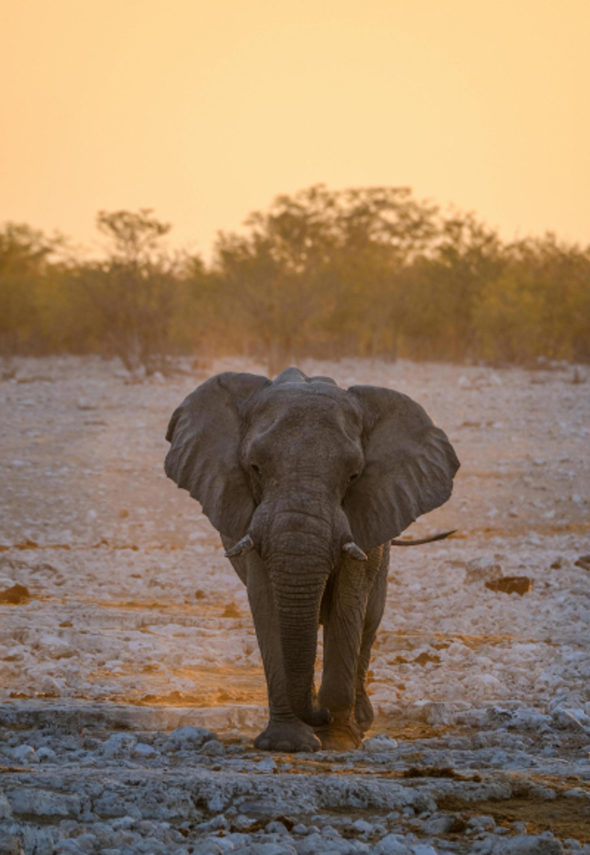 Discover the David Sheldrick Wildlife Trust
