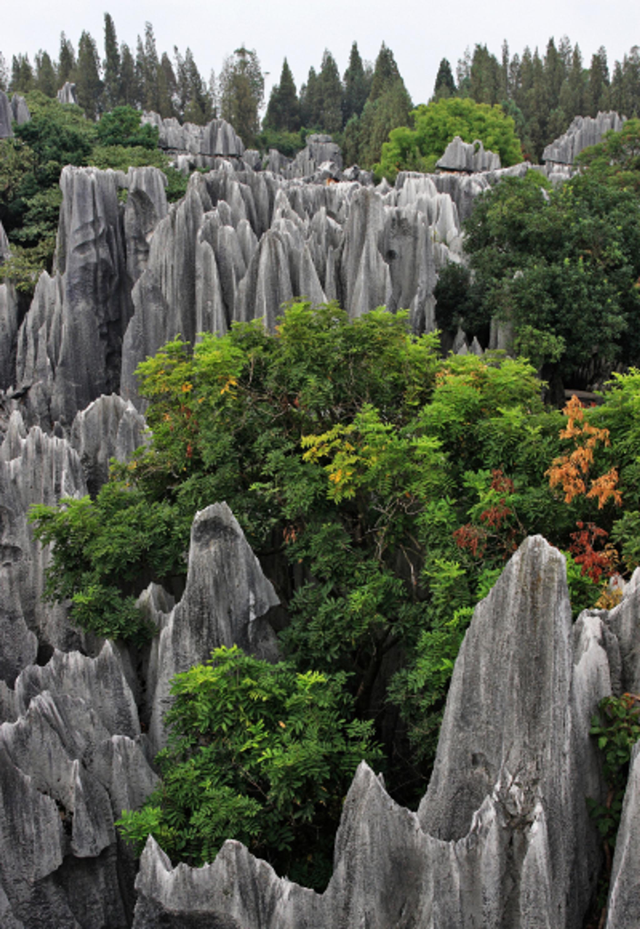 Stone Forest