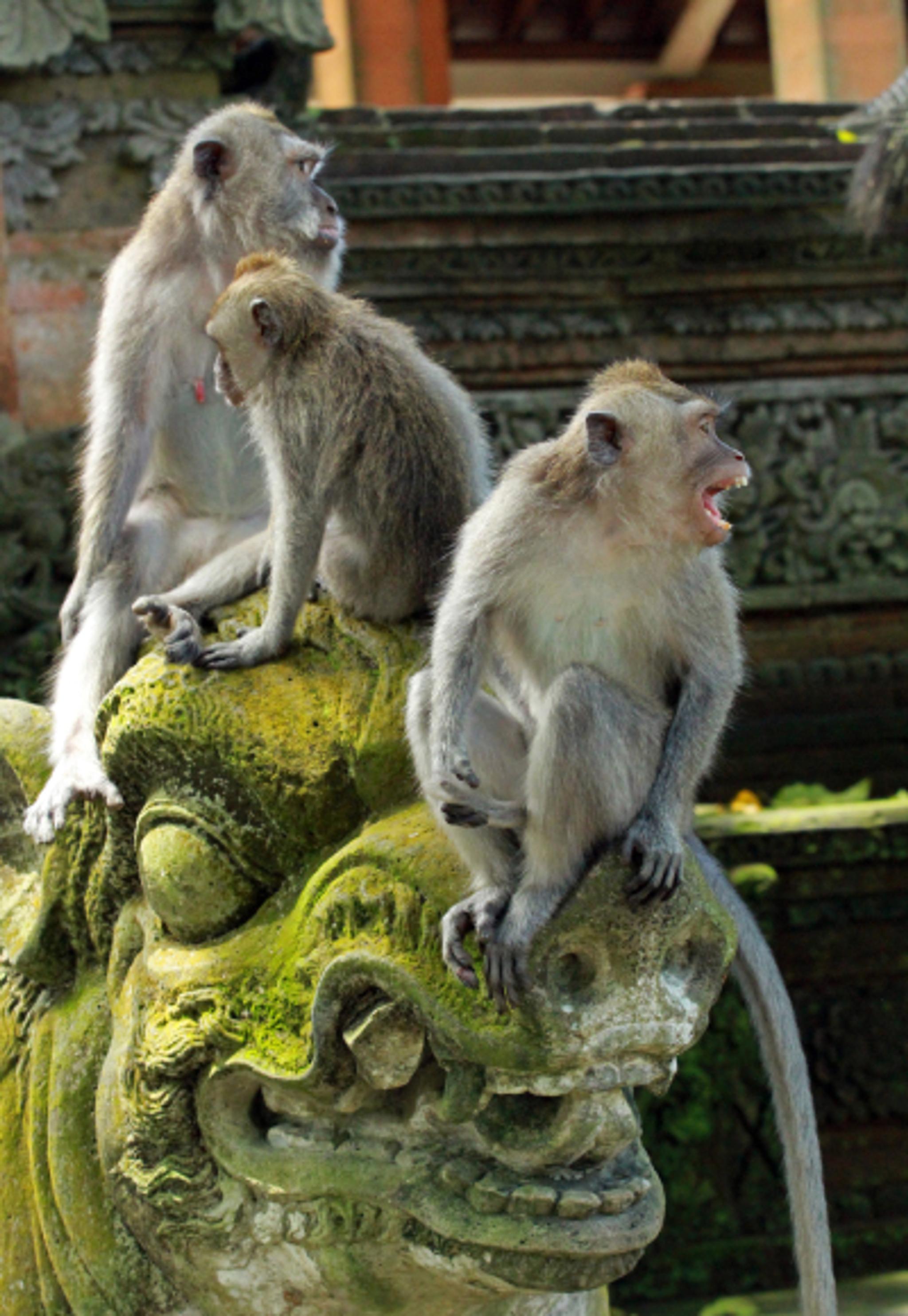Ubud Monkey Forest 