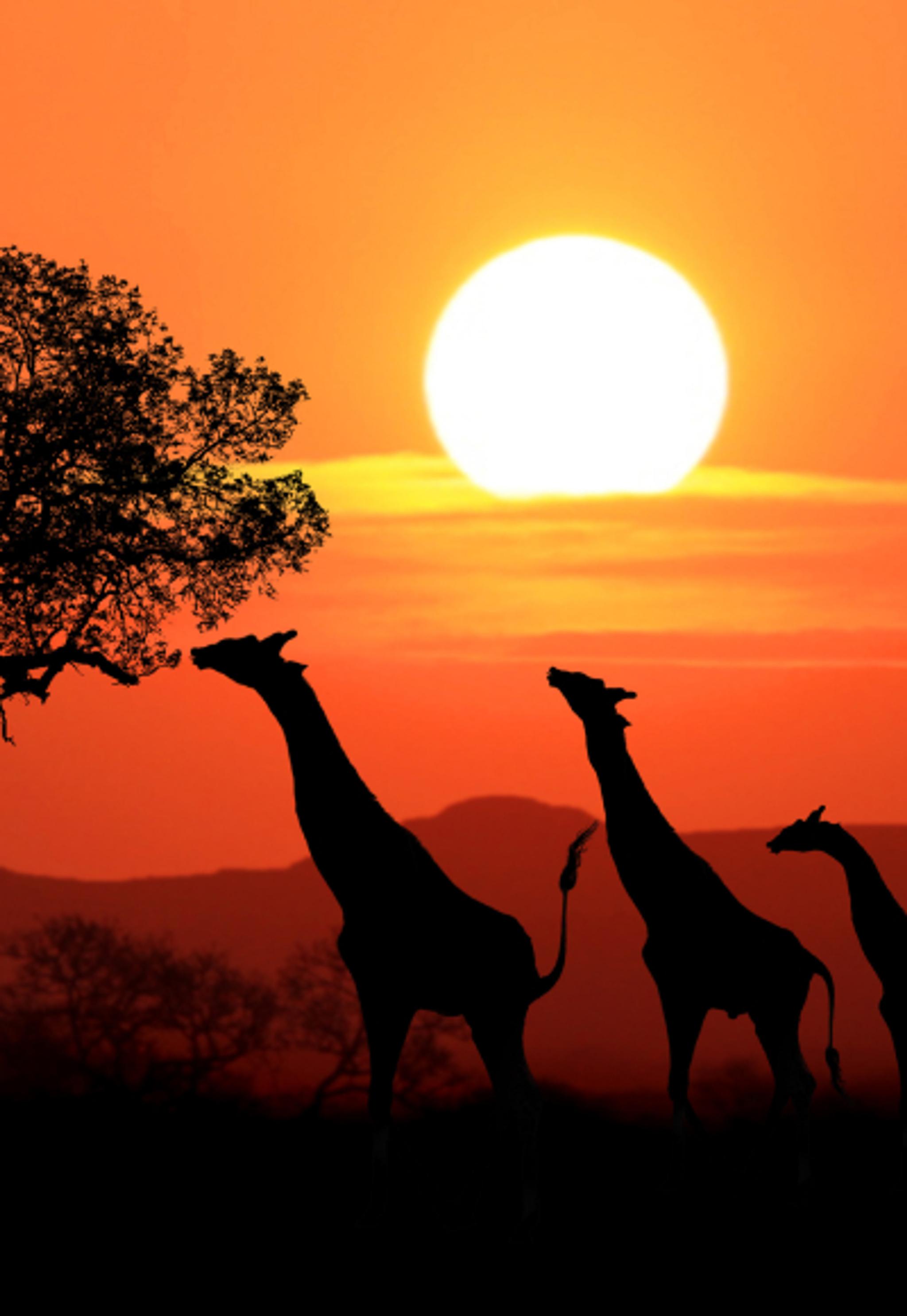 Africa