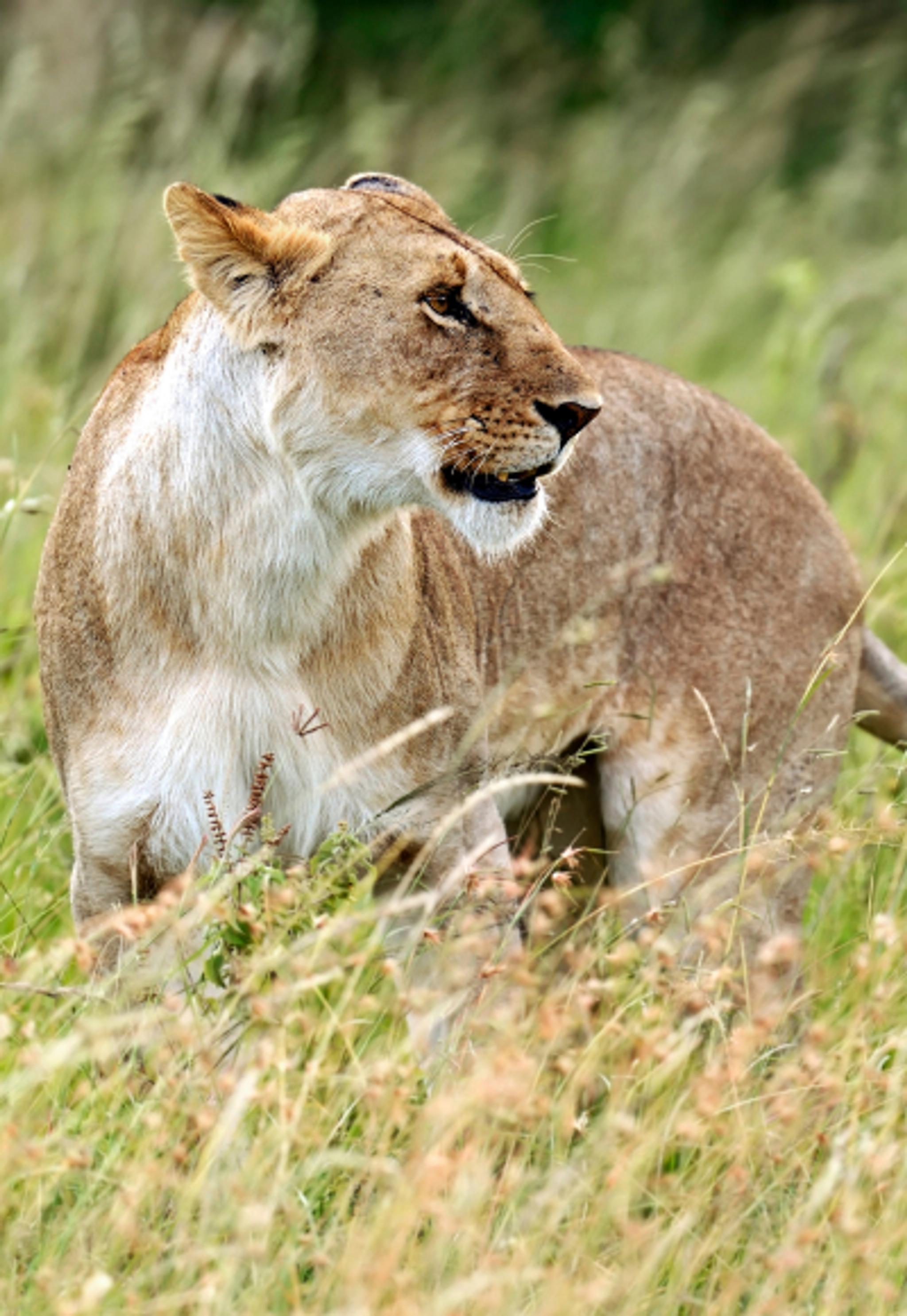 Visit Nairobi National Park