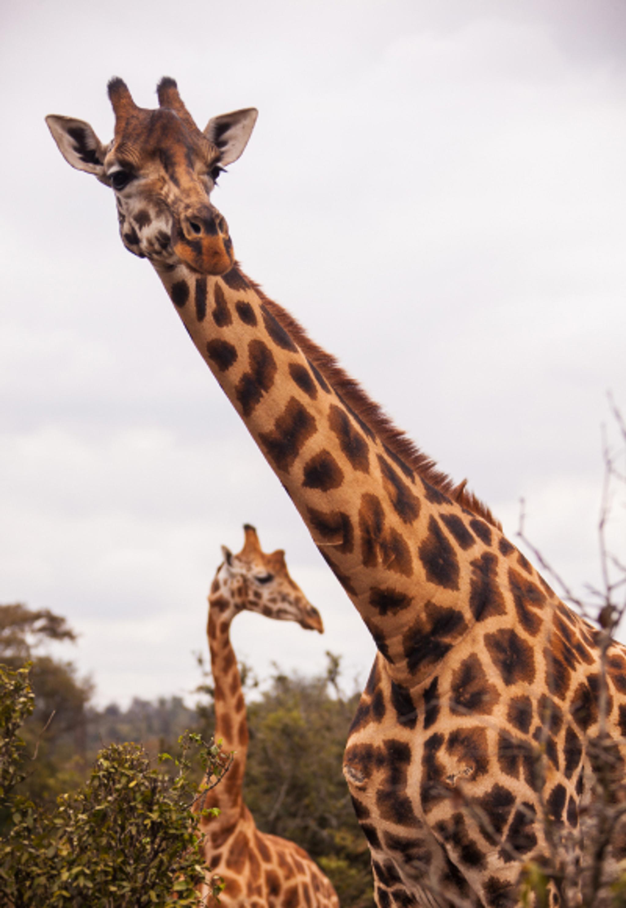Explore the Giraffe Centre