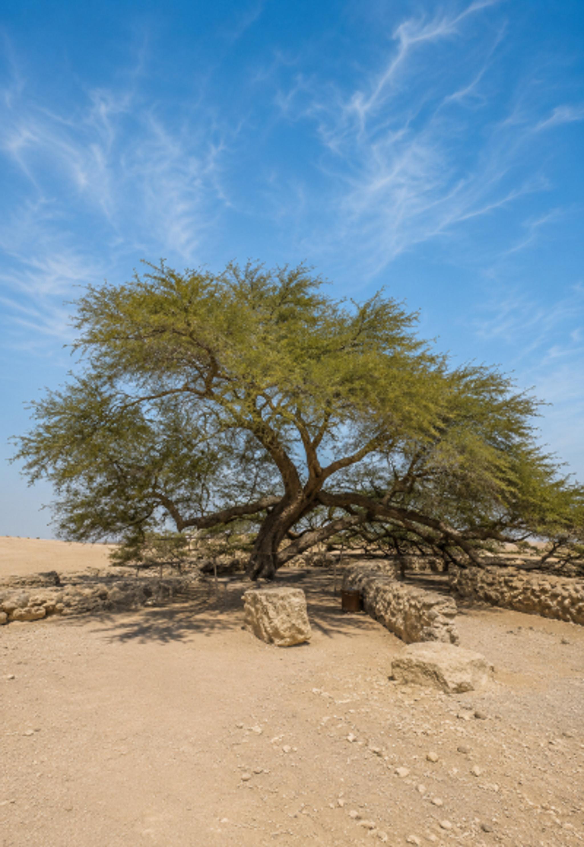 The Tree of Life
